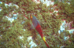 Sport: Typische Fisch der Kanaren "Vieja"